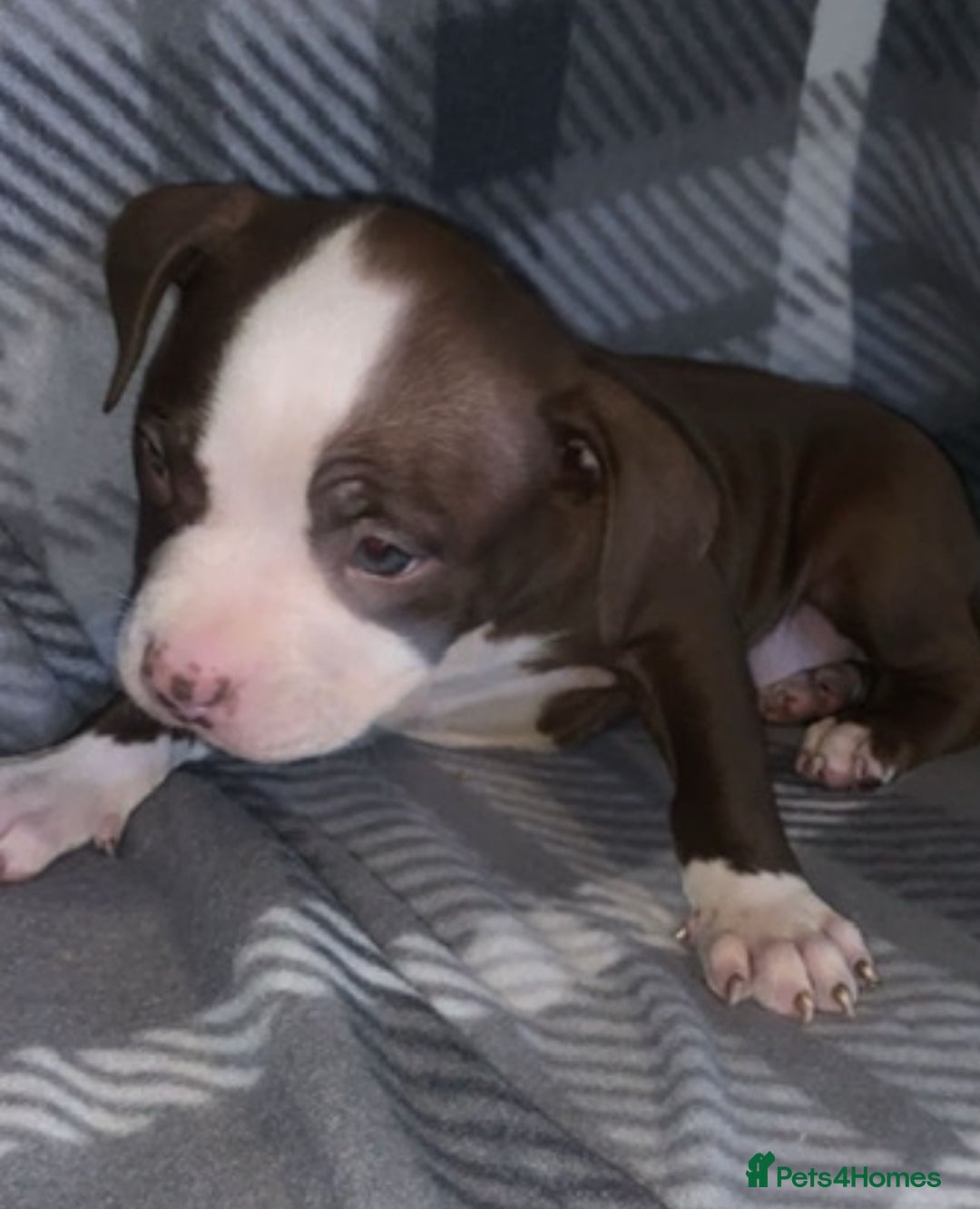 American Bully dogs for sale: pocket bully pups looking for there forever home  - Image 16