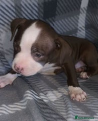 American Bully Puppy 3