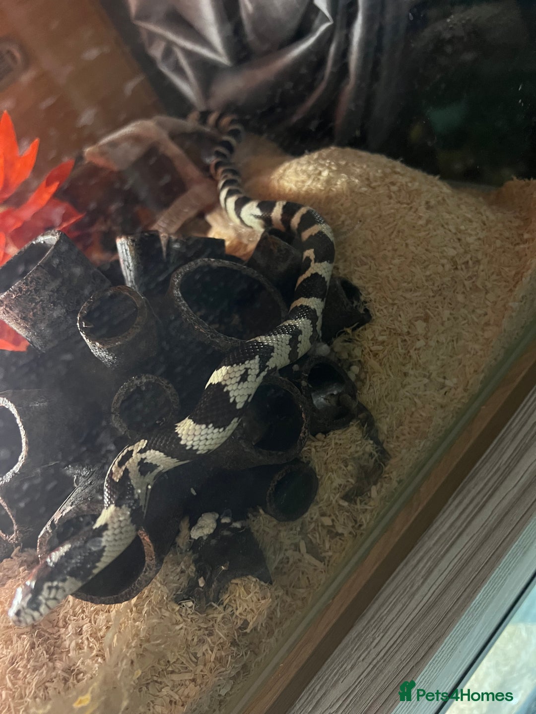 King Snake reptiles for sale: California king snake  - Advert 2