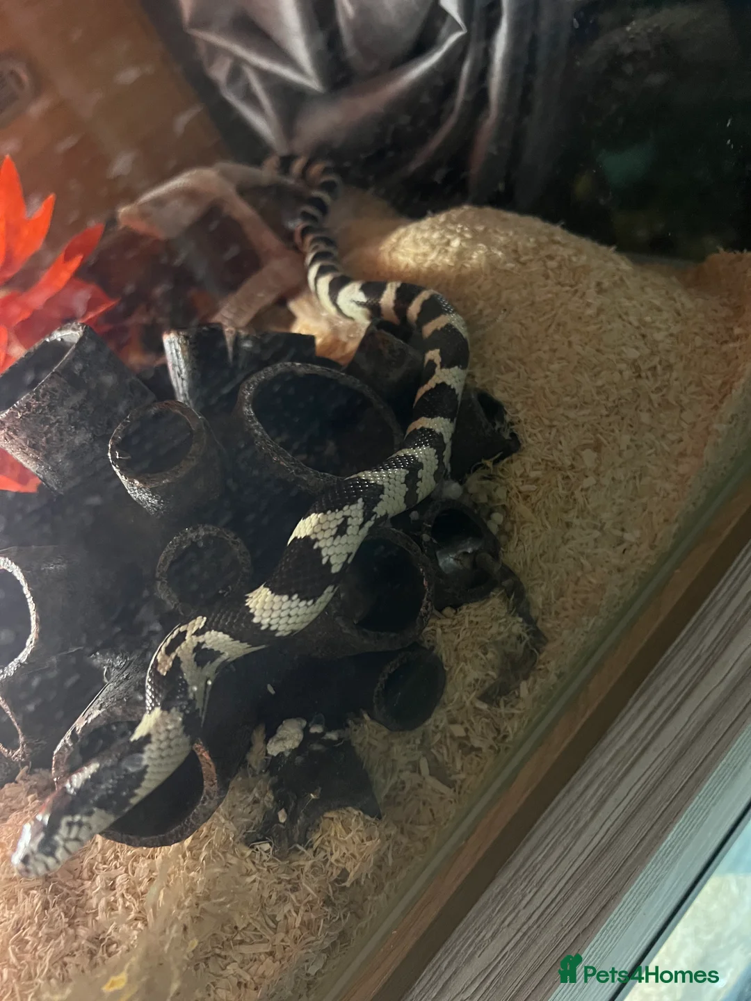 King Snake reptiles for sale: California king snake  - Advert 2