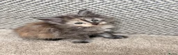Maine Coon cats for sale: Beautiful Baby Maine Coon Kittens - Advert 16
