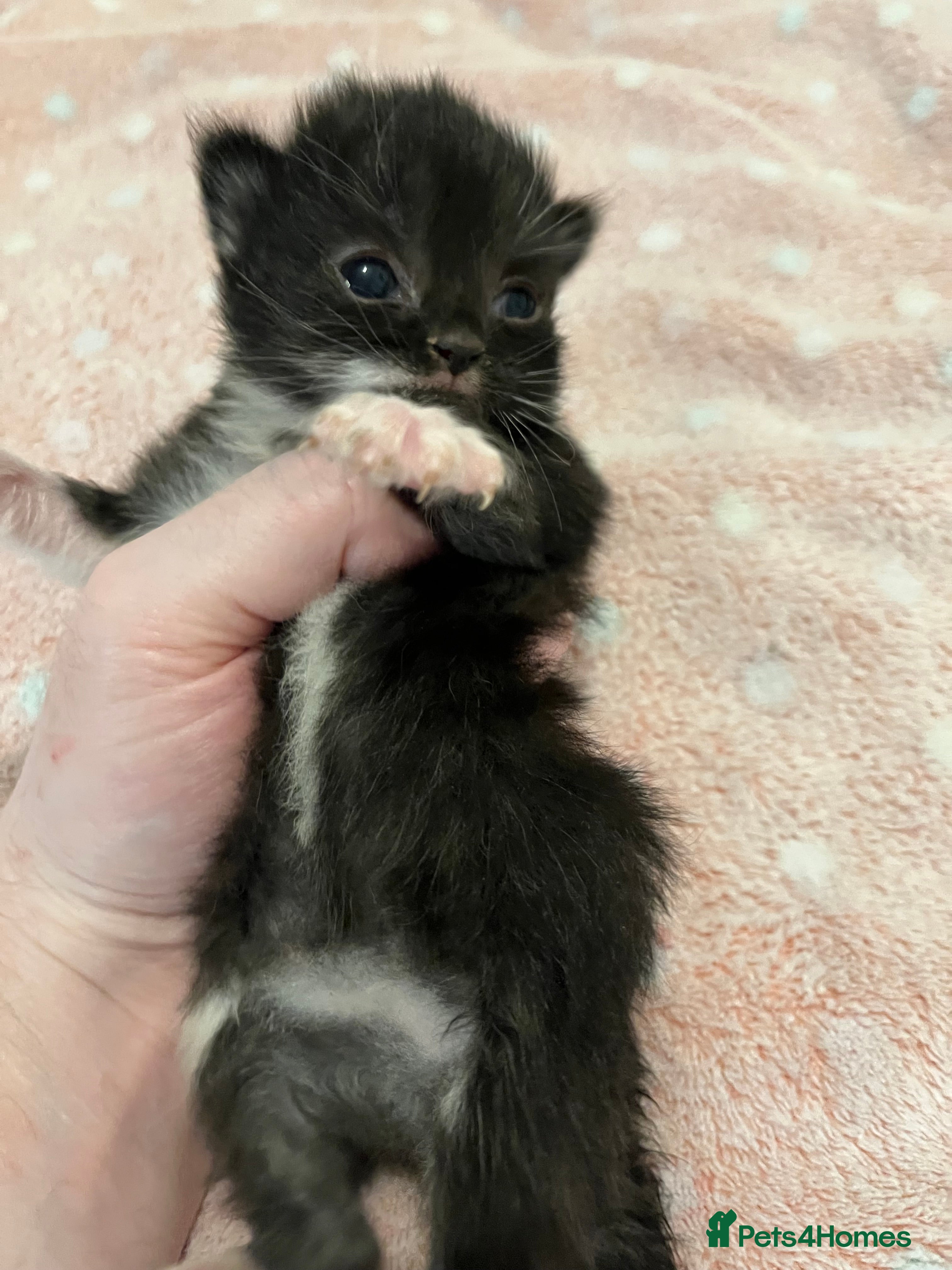 Mixed Breed cats Beautiful kittens for sale 🥰 - Advert 17