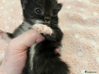 Mixed Breed cats Beautiful kittens for sale 🥰 - Advert 18