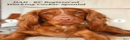 Sprocker dogs for sale: Sprocker x Cocker Spaniel Puppies - Advert 10