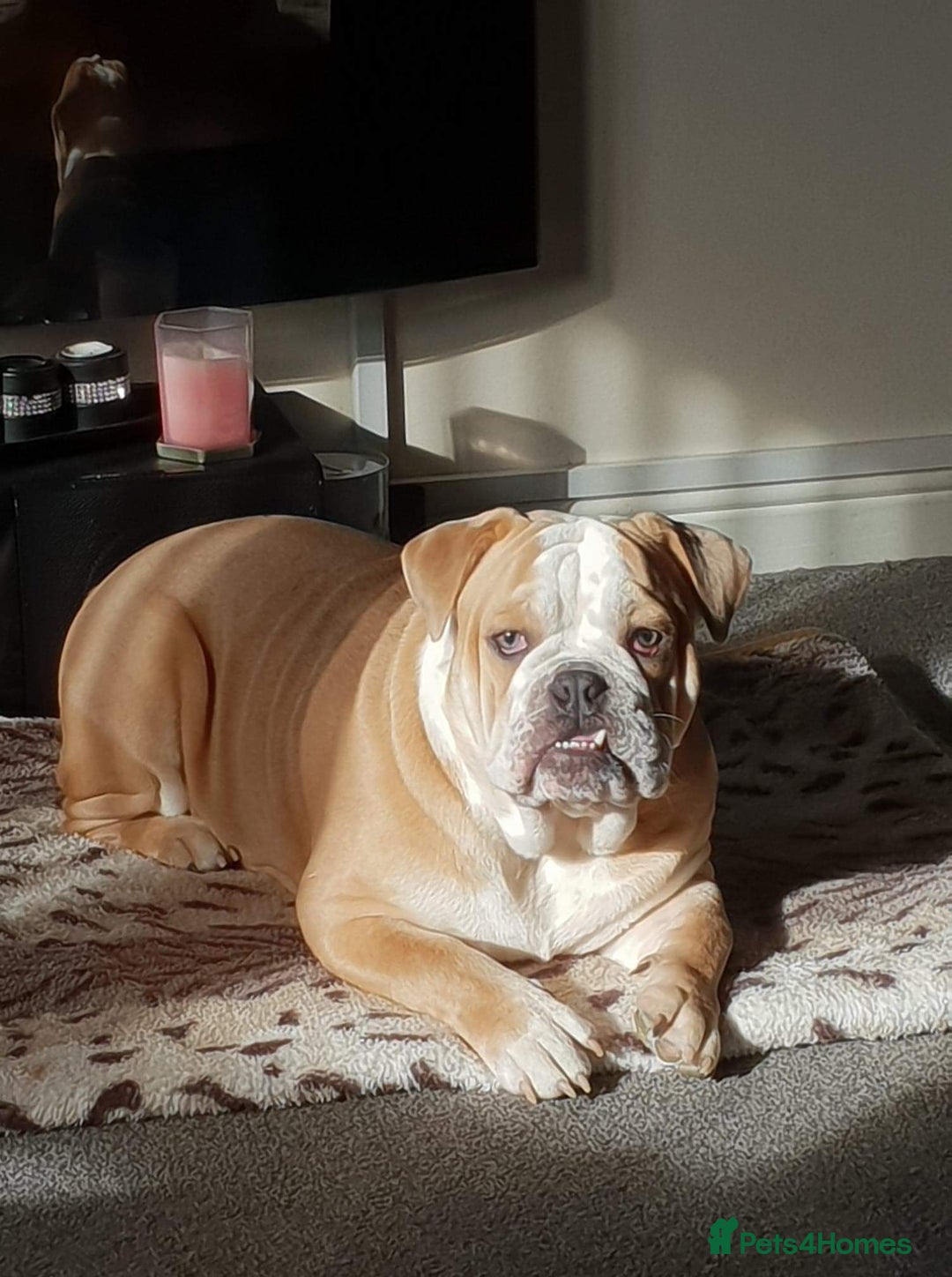 Mixed Breed dogs for sale: 3/4 English bulldog x 1/4 French bulldog - Advert 15