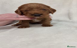 Cockapoo dogs for sale: Cockapoo puppies  - Image 8