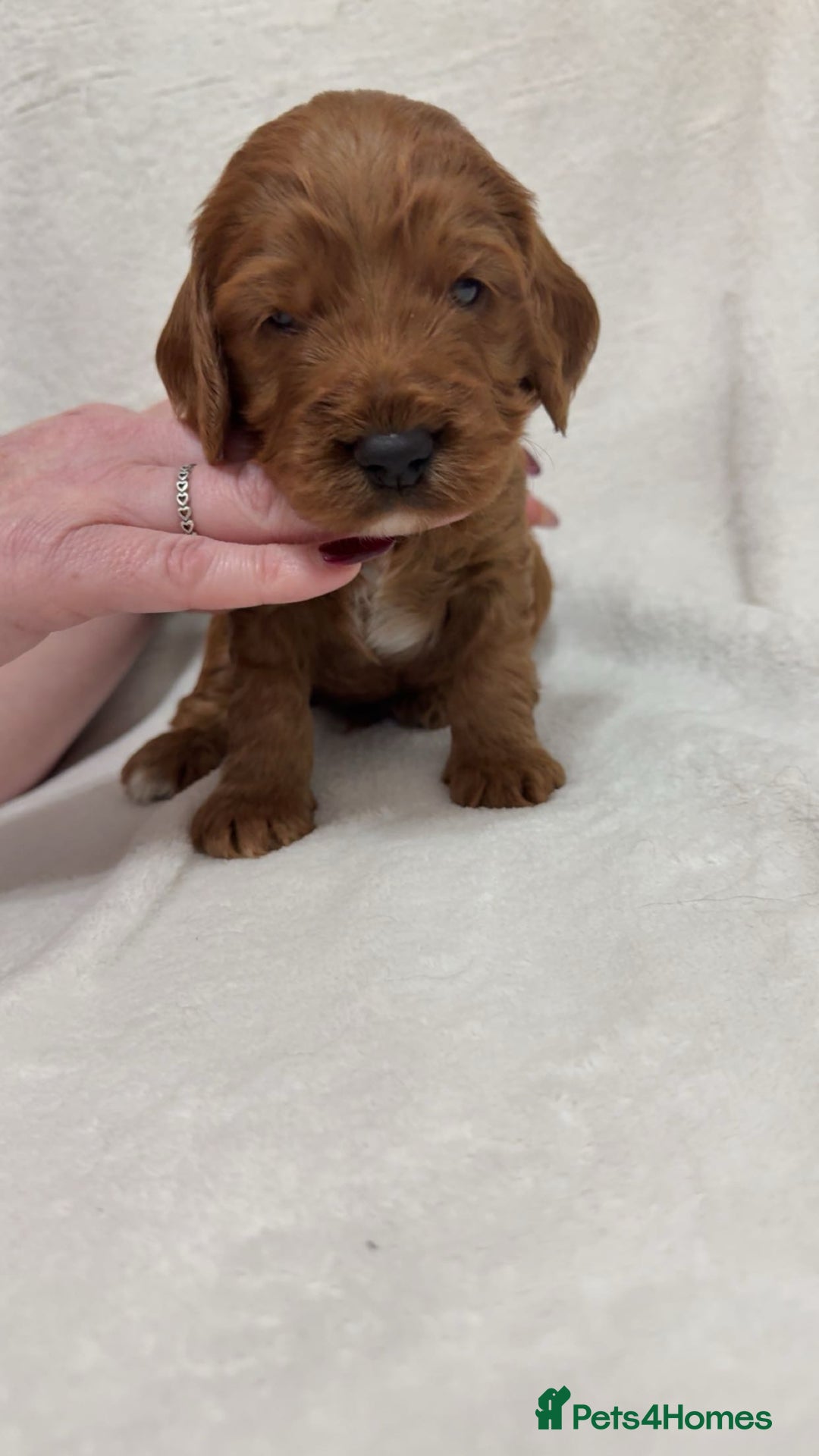 Cockapoo dogs for sale: Cockapoo puppies  - Image 8