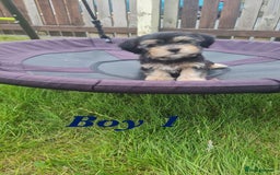 Shorkie dogs for sale: 4 beautiful shorkie pups fully vaccinated  - Image 4