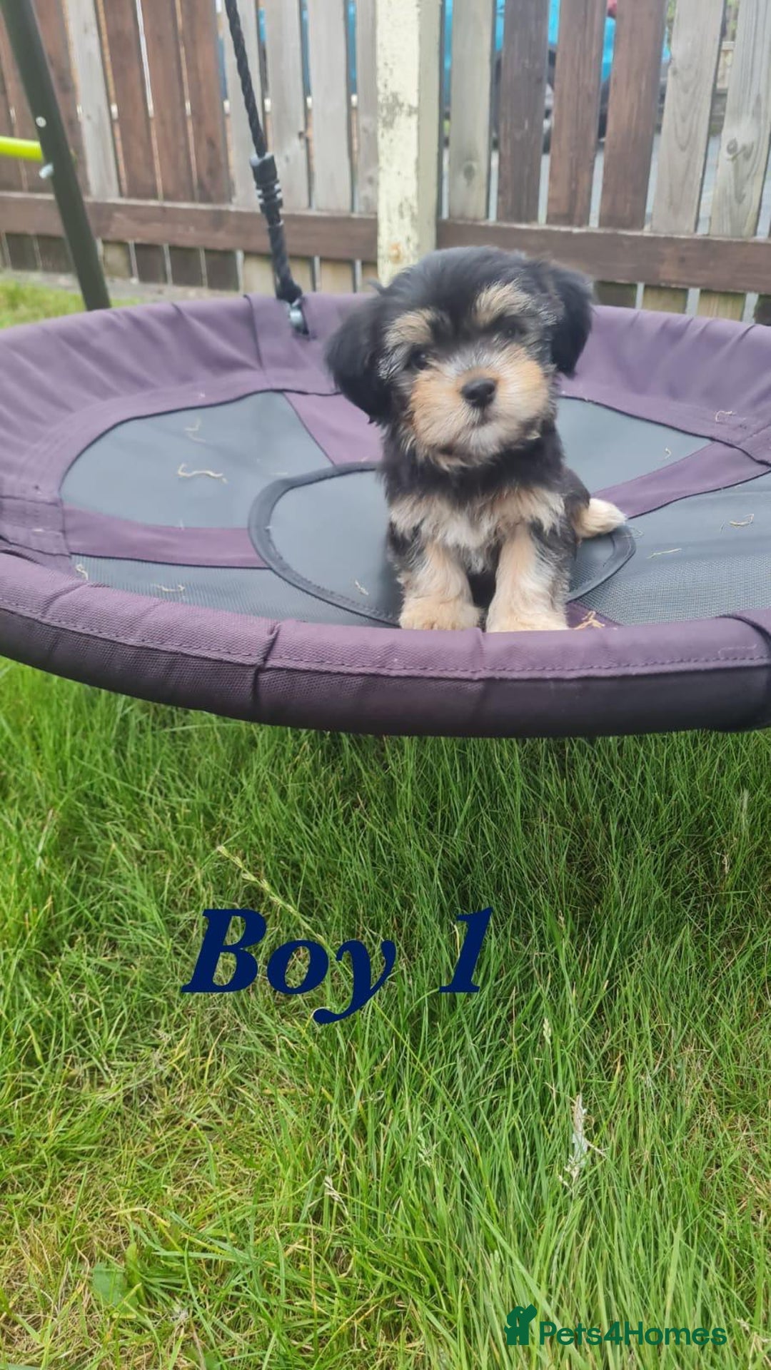 Shorkie dogs for sale: 4 beautiful shorkie pups fully vaccinated  - Image 4