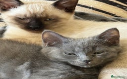 Mixed Breed cats for sale: Delightful Rag-doll Mixed Breed Kittens READY NOW! - Image 20