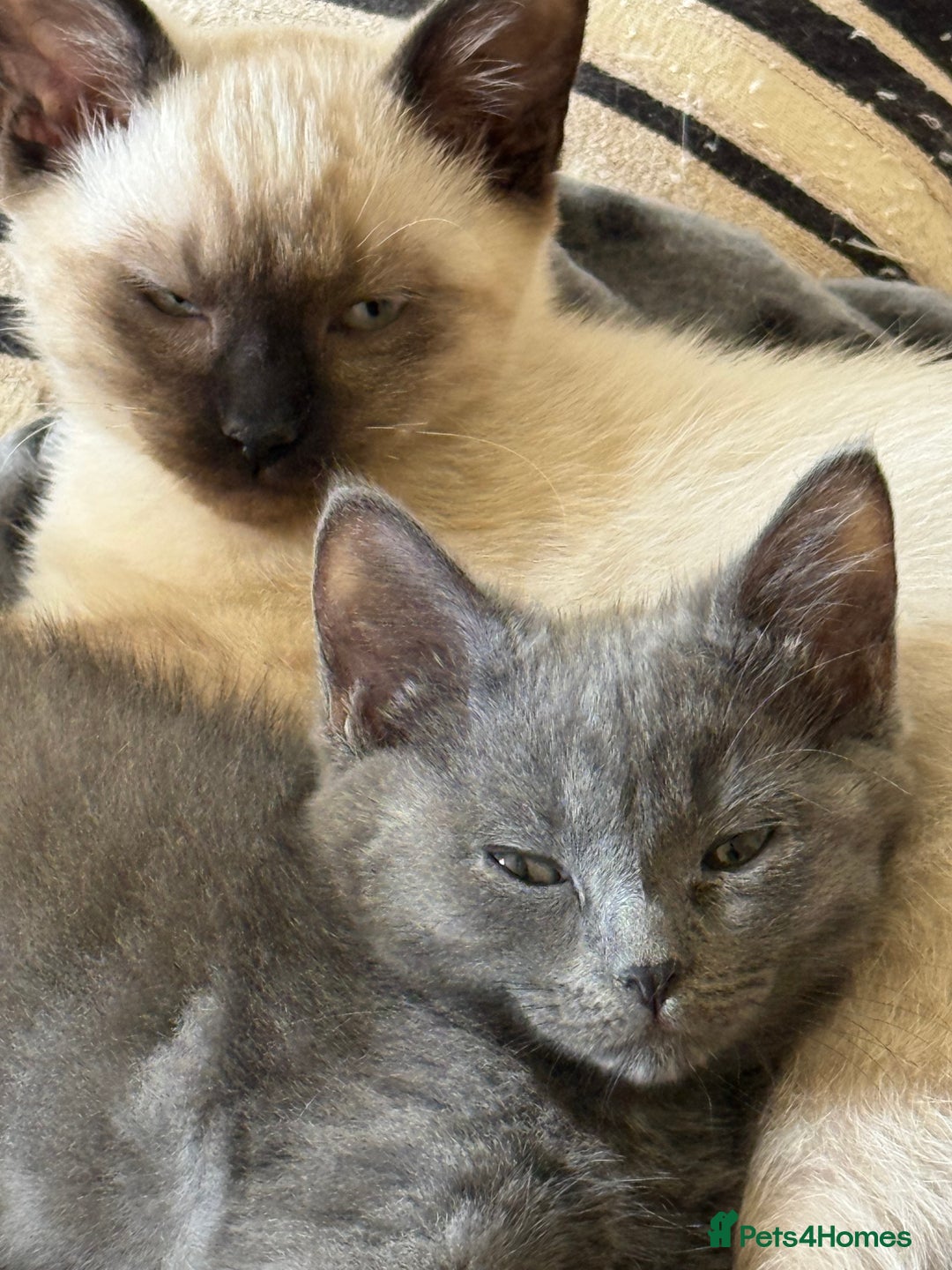 Mixed Breed cats for sale: Delightful Rag-doll Mixed Breed Kittens READY NOW! - Image 20