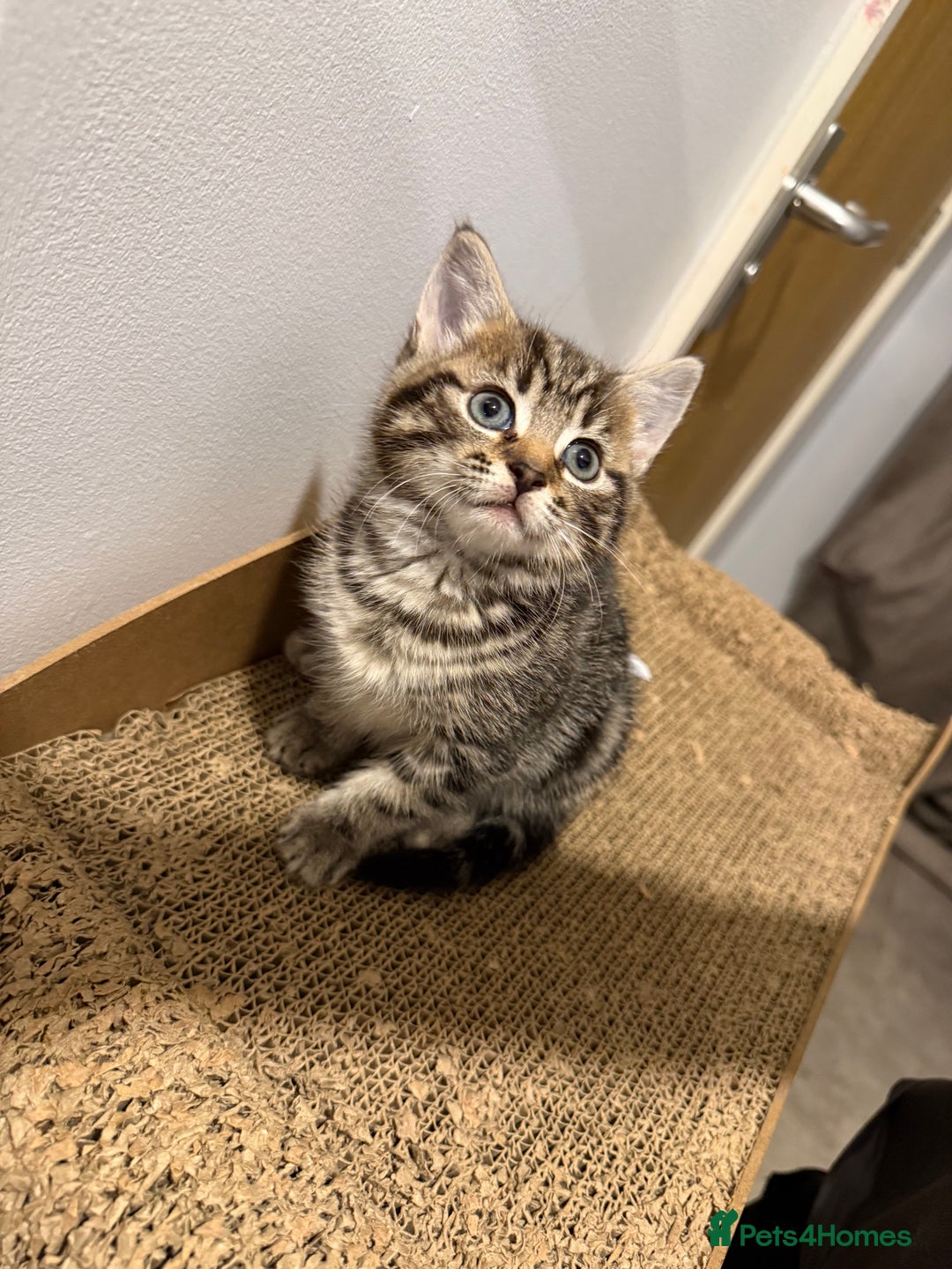 British Shorthair cats for sale: Gorgeous kittens  - Advert 21