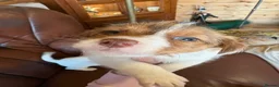 Jack Russell dogs for sale: Jack Russell puppies - Advert 8