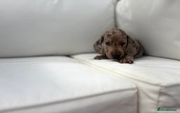 Miniature Dachshund dogs for sale: Beautiful babies - Image 24