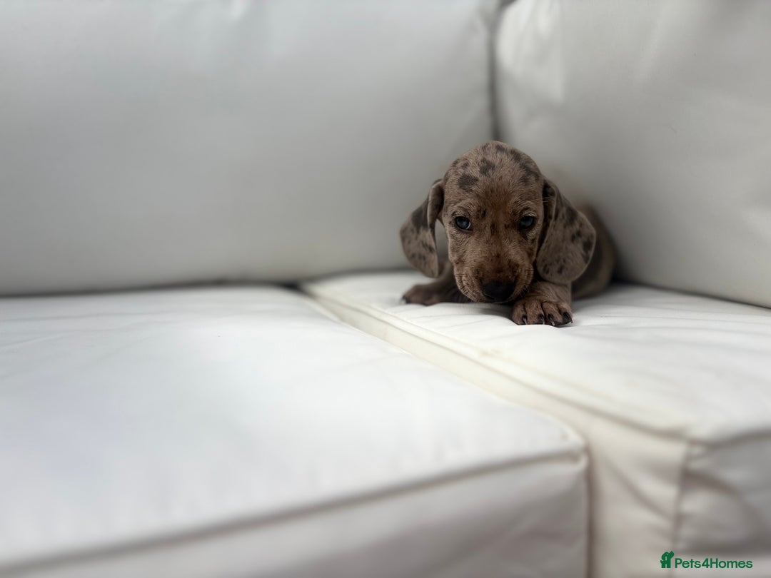 Miniature Dachshund dogs for sale: Beautiful babies - Image 24