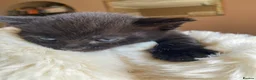 British Shorthair cats for sale: Adorable Kittens Looking for Loving Homes, Chester in Chester - Advert 27
