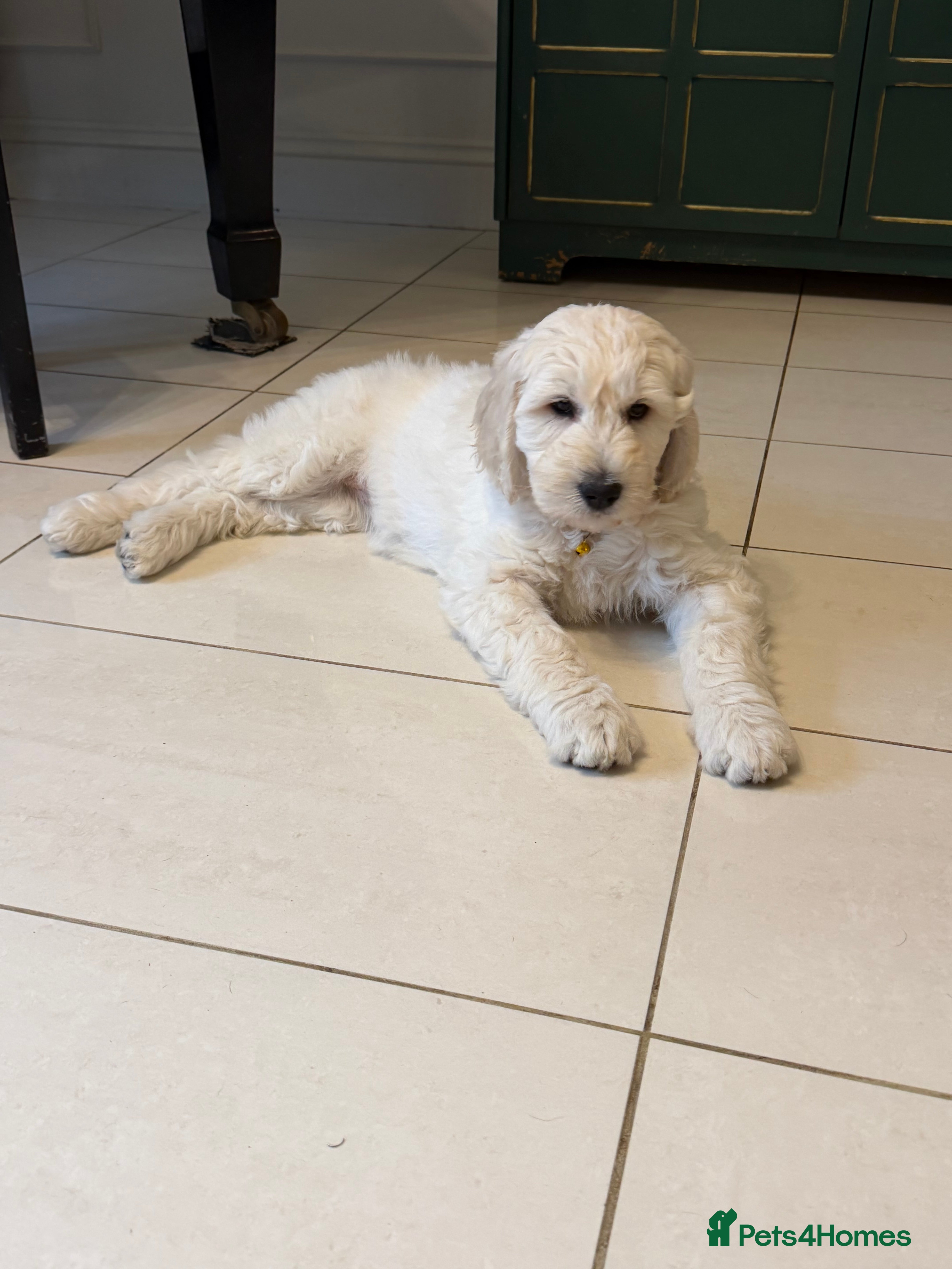 Goldendoodle dogs Goldendoodles - Parent is a School well-being dog - Advert 18