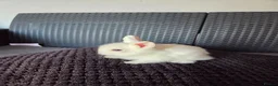 French Lop rabbits for sale: Mini Lop/Teddy Lionhead - Advert 6