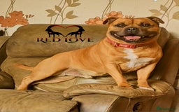 Staffordshire Bull Terrier dogs for stud: 🥨CHIEF CHAMPION SIRED.🥨 🏆  in Rochdale - Image 2