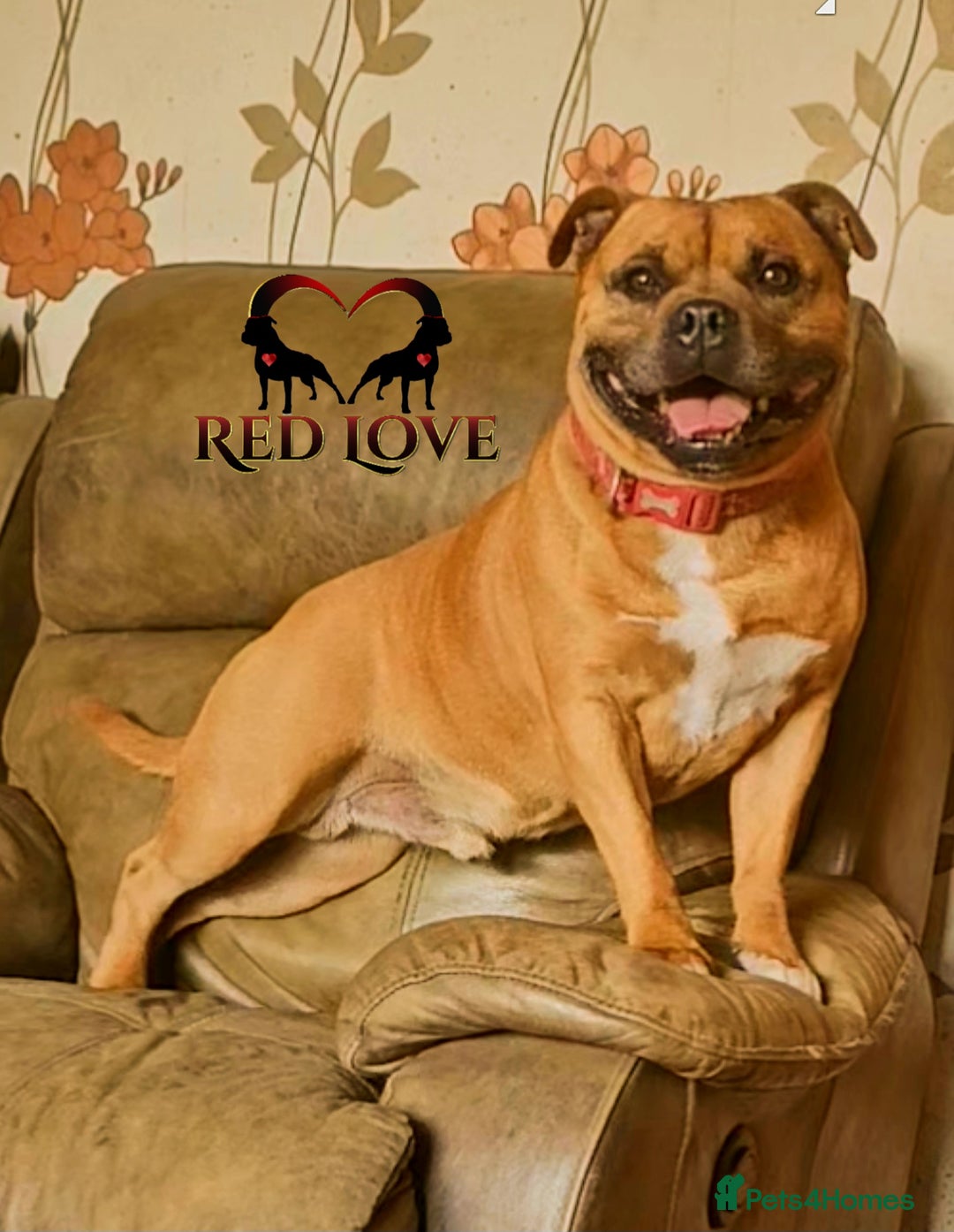 Staffordshire Bull Terrier dogs for stud: 🥨CHIEF CHAMPION SIRED.🥨 🏆  in Rochdale - Image 2