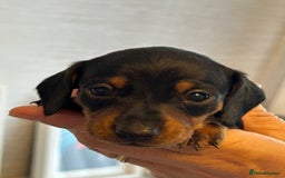 Miniature Dachshund dogs for sale: Six beautiful miniature Dachshunds - Image 32