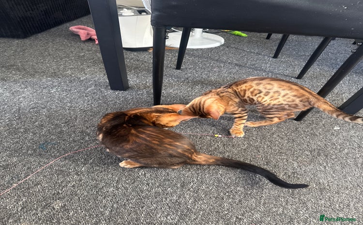 Bengal cats - Advert 2