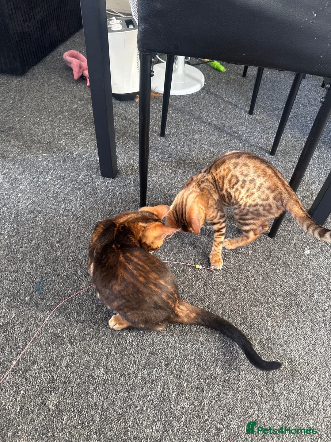Bengal cats for sale: Bengal TICA pure line blood tiger’d and rosette’d - Image 1
