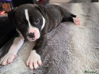 American Bull Staffy dogs STAFF x American Bull❤️There are 3 puppies left❤️ - Advert 11