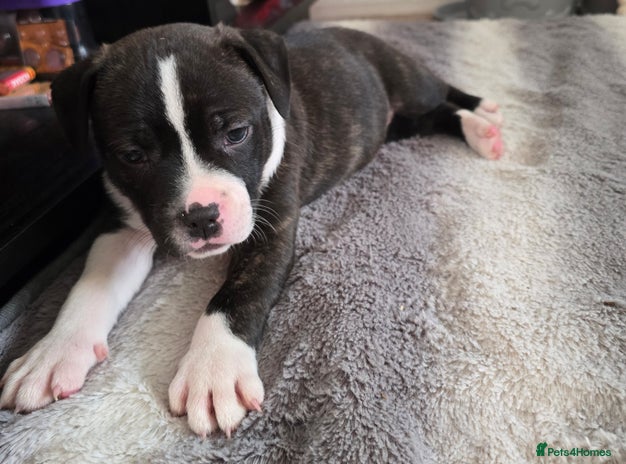 American Bull Staffy dogs STAFF x American Bull❤️There are 3 puppies left❤️ - Advert 1