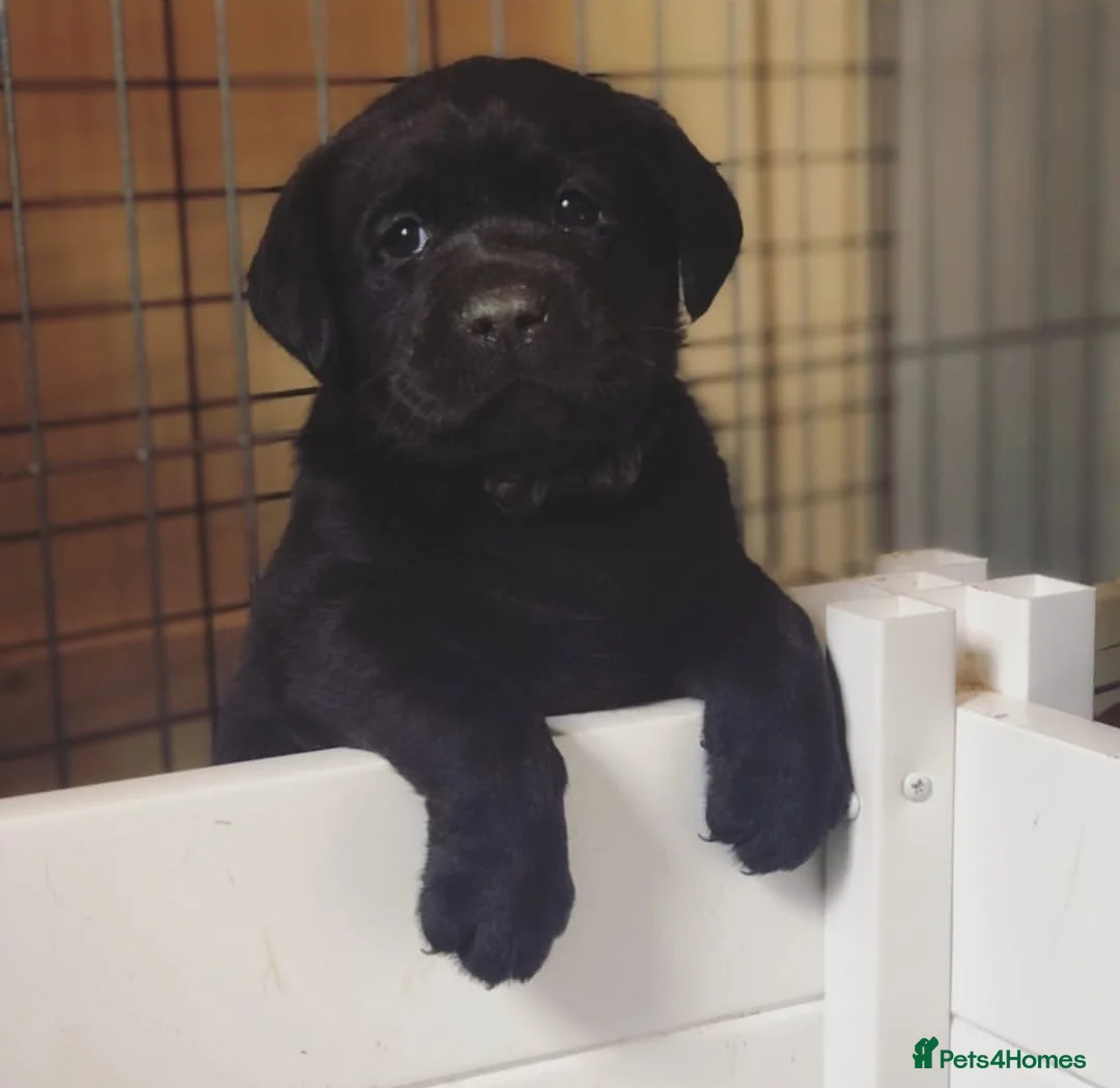 Labrador Retriever dogs for sale: Labrador puppies in Waterlooville - Advert 12