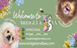 Pomeranian dogs for sale: 💛WAITING LIST NOW OPEN💛 - Image 4