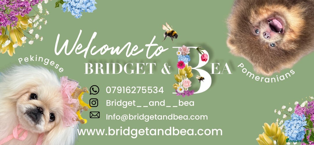 Pomeranian dogs for sale: 💛WAITING LIST NOW OPEN💛 - Image 4