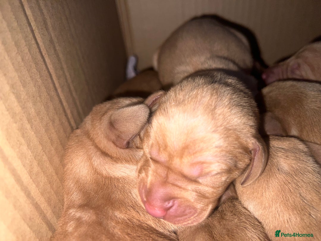 Hungarian Vizsla dogs for sale:  ❄️ Vizsla Pups Born 26/27th Dec ❄️ - Advert 13