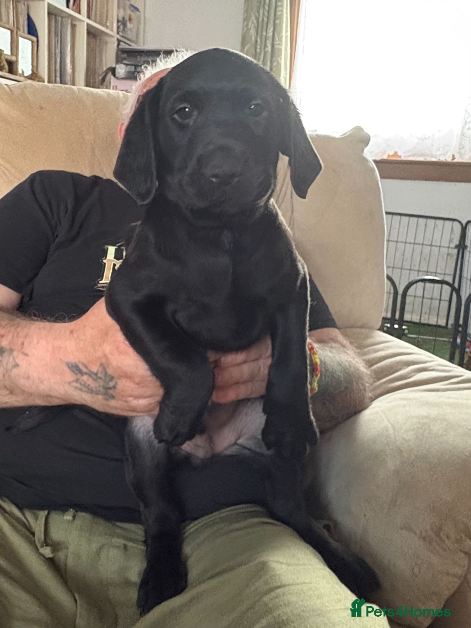 Labrador Retriever dogs KC Registered Labrador Puppies - Advert 3