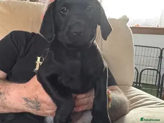 Labrador Retriever dogs KC Registered Labrador Puppies - Advert 5