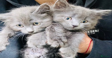 Mixed Breed cats - Advert 8