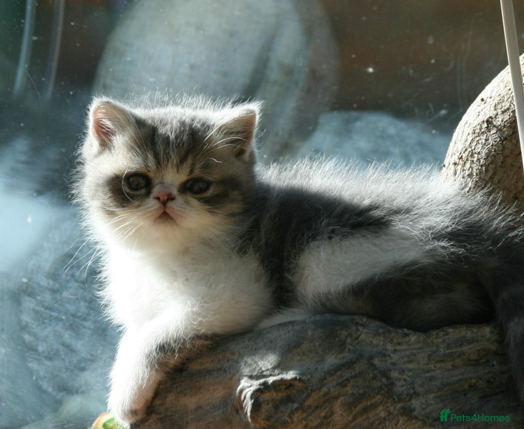 Exotic cats for sale: Beautiful Exotic Pedigree Kittens - Image 16