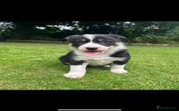 Border Collie dogs for sale: Gorgeous Border Collie Puppies  - Image 15