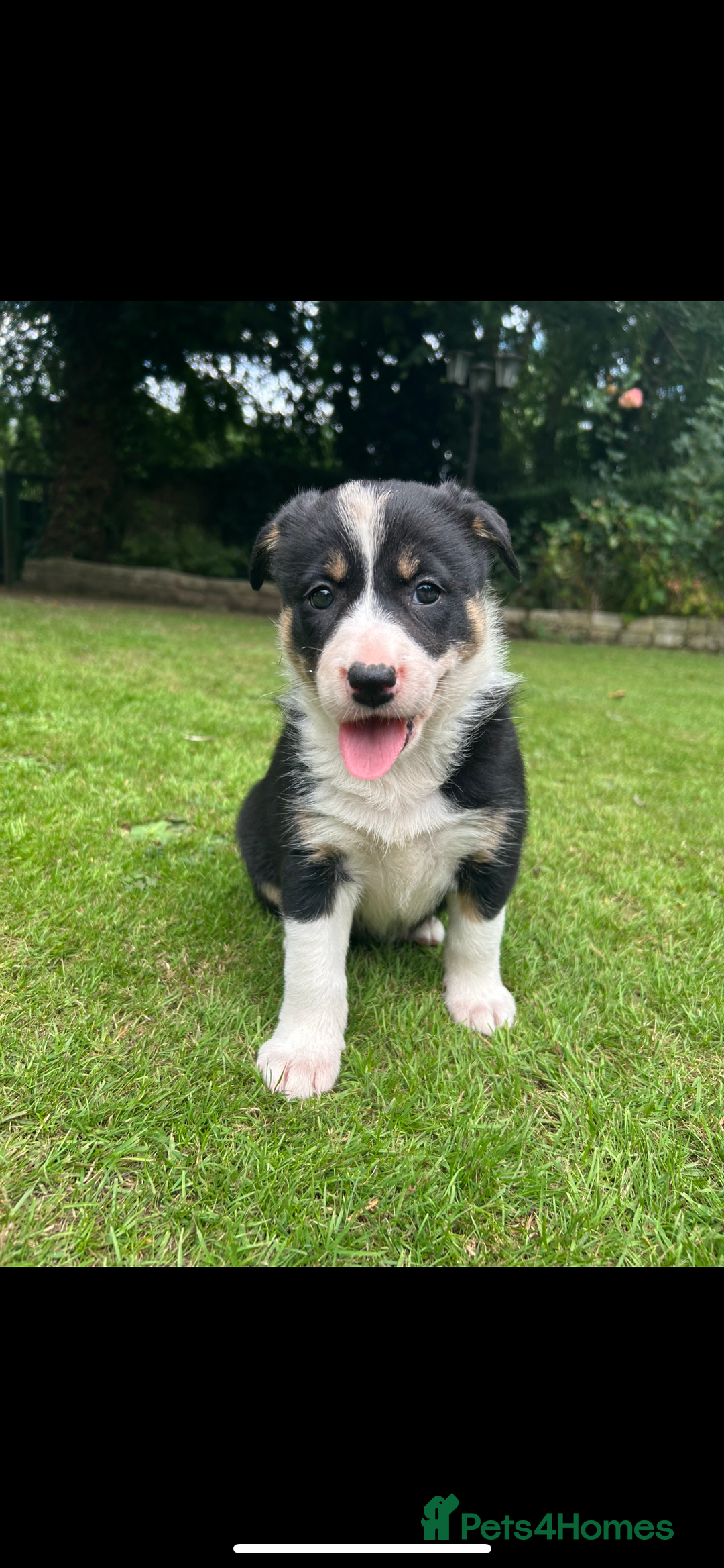 Border Collie dogs for sale: Gorgeous Border Collie Puppies  - Image 15