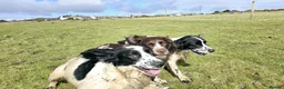 English Springer Spaniel dogs for sale: Skye - Black & White Ess 2 year old adult girl - Advert 9