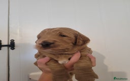 Mixed Breed dogs for sale: Miniature Goldendoodle Puppies - Image 11
