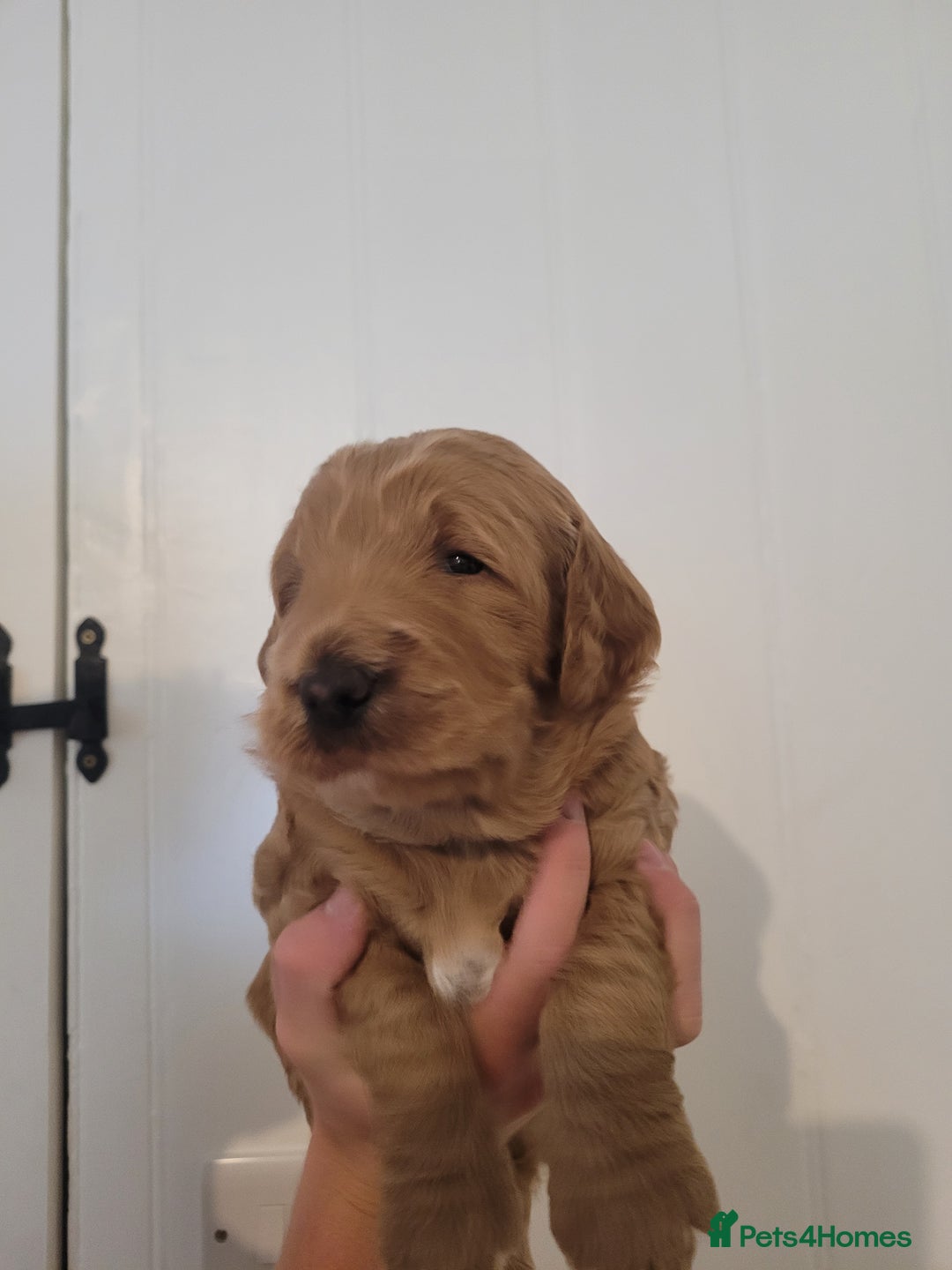 Mixed Breed dogs for sale: Miniature Goldendoodle Puppies - Image 11