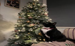 Ragdoll cats for sale: Beautiful ragdoll tuxedo cat - Image 5