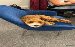 Cavapoo dogs for sale: Expecting a litter-health tested F1b Cavapoo pups - Image 26