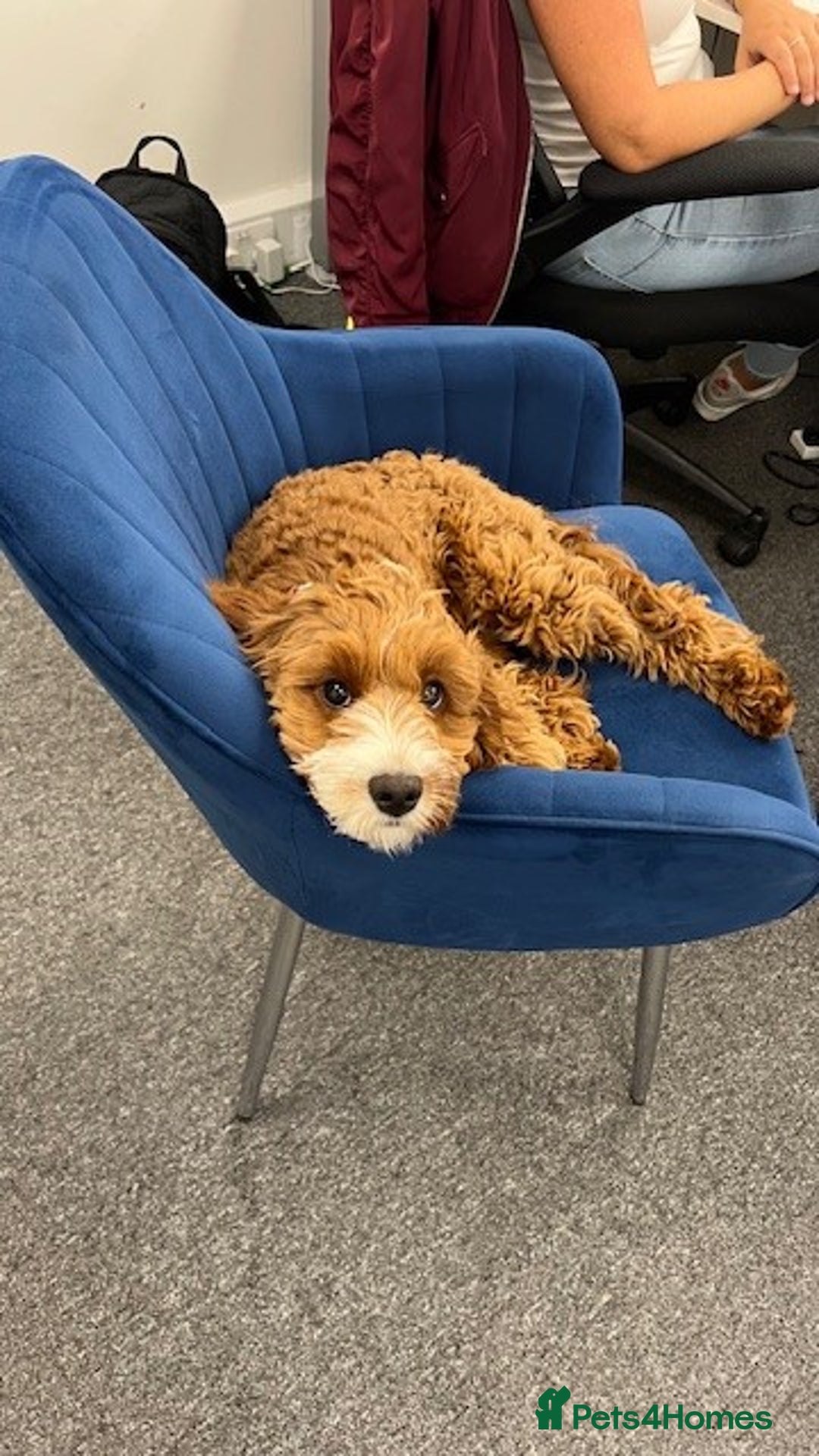 Cavapoo dogs for sale: Expecting a litter-health tested F1b Cavapoo pups - Image 26
