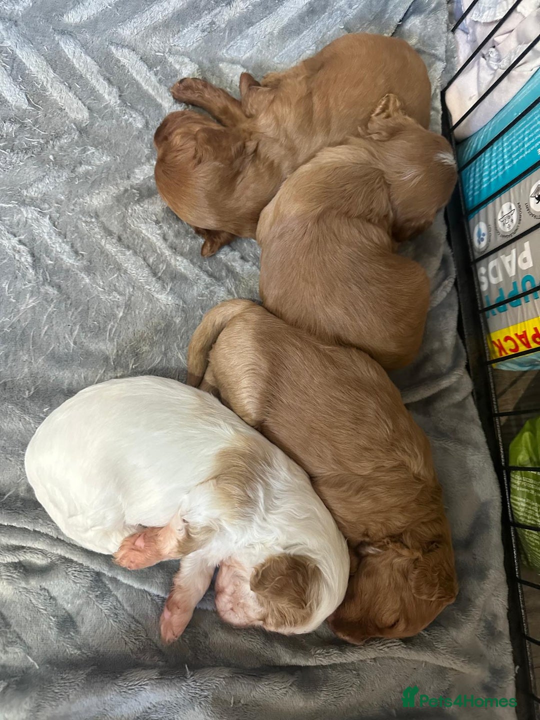 Cavapoo dogs for sale: Cavapoos - Image 5