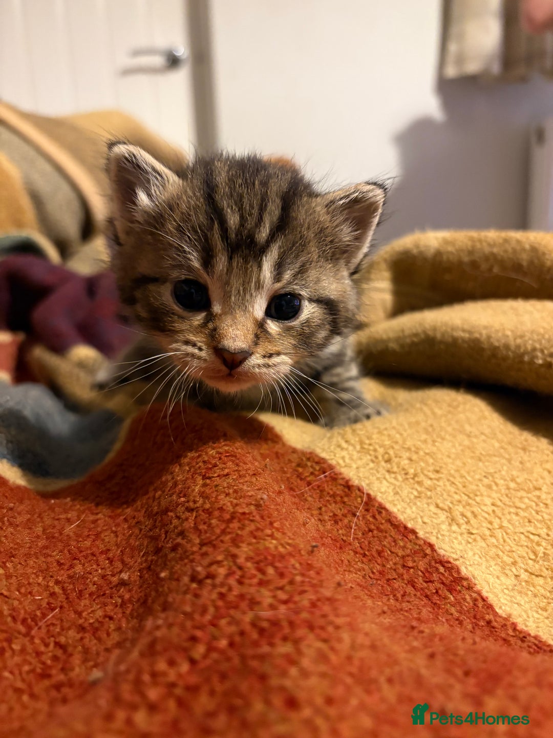 Siberian cats for sale: Half Siberian kittens - Image 12