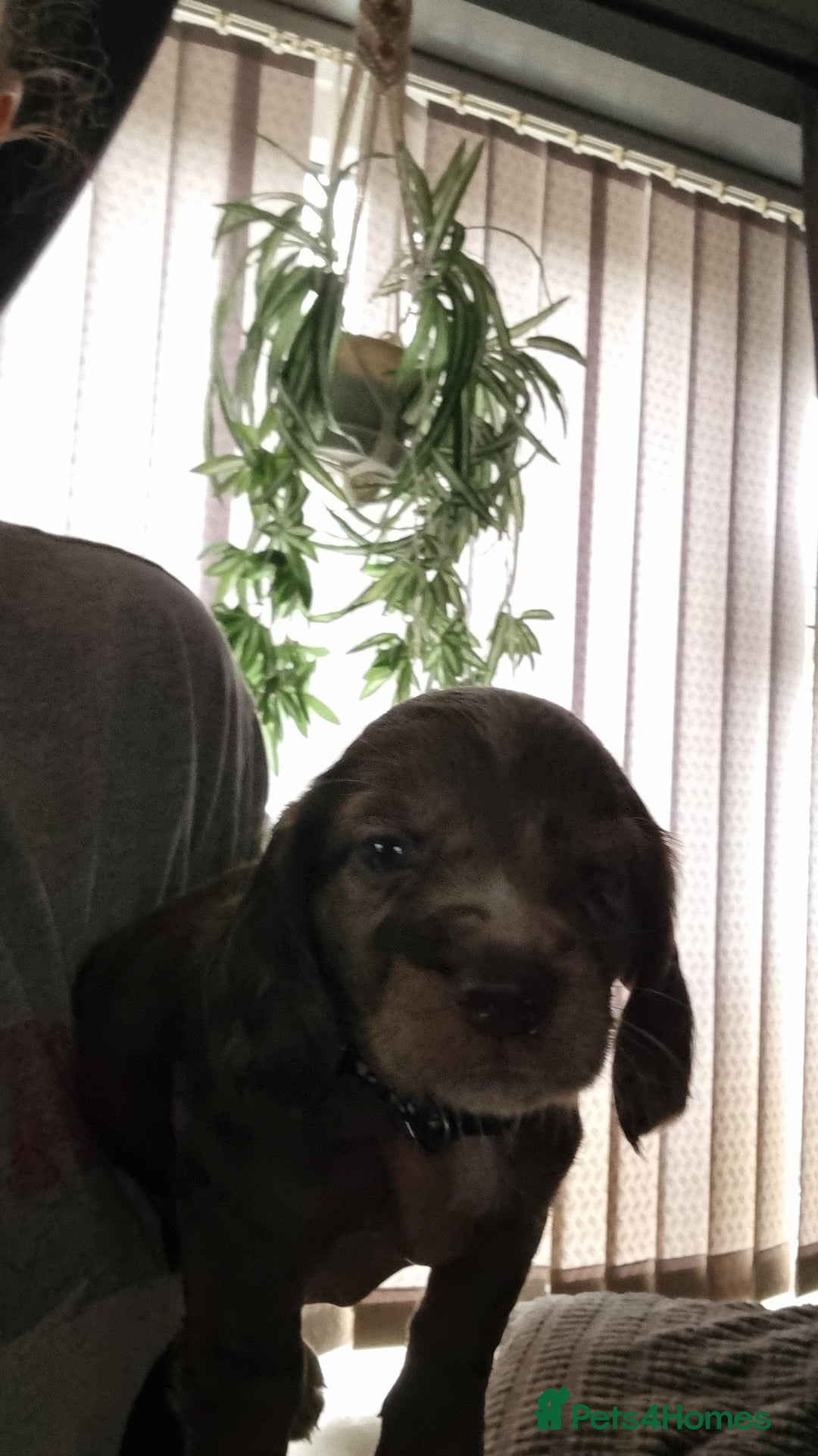 Mixed Breed dogs for sale: Docker  - Image 5