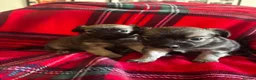 Chihuahua dogs for sale: Longhaired Chihuahua  - Advert 13