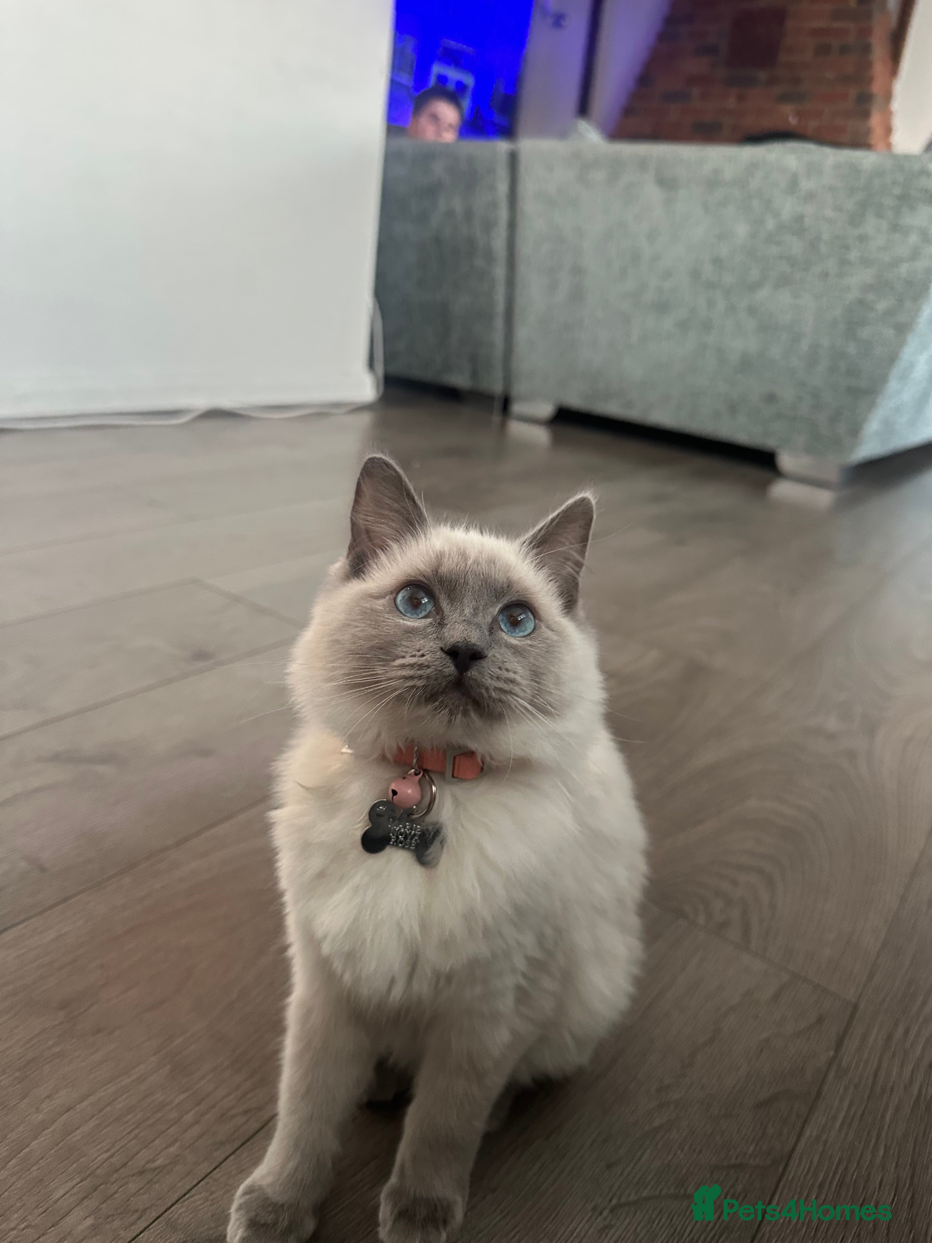 Ragdoll cats Ragdoll kitten  - Advert 1